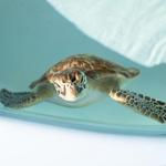Loggerhead Marinelife Center