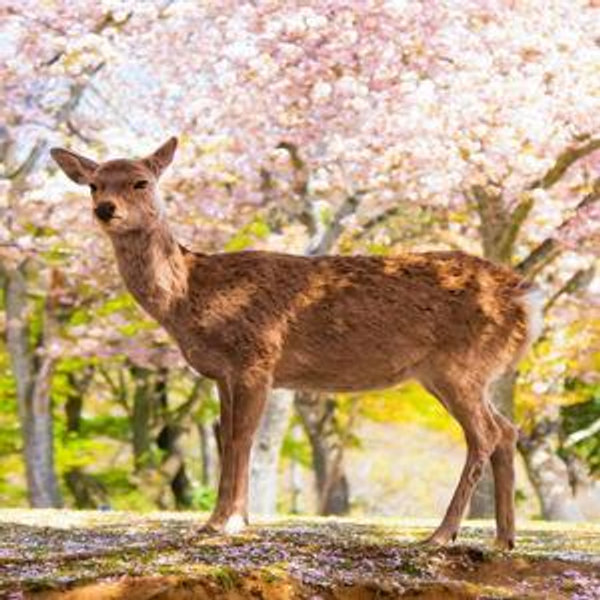 Nara Deer Park