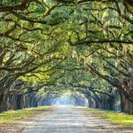 Wormsloe Historic Site