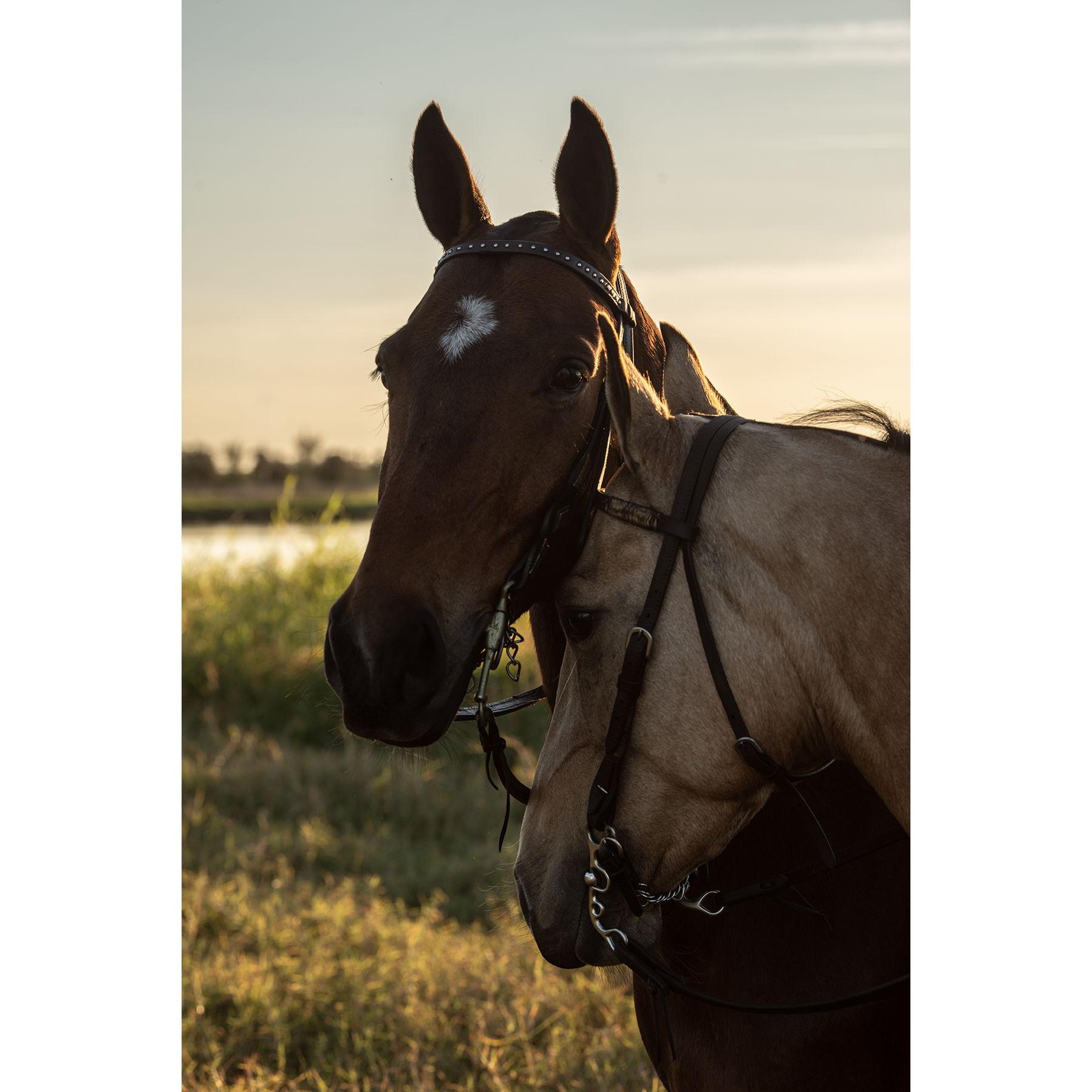 Pretty Polo Ponies