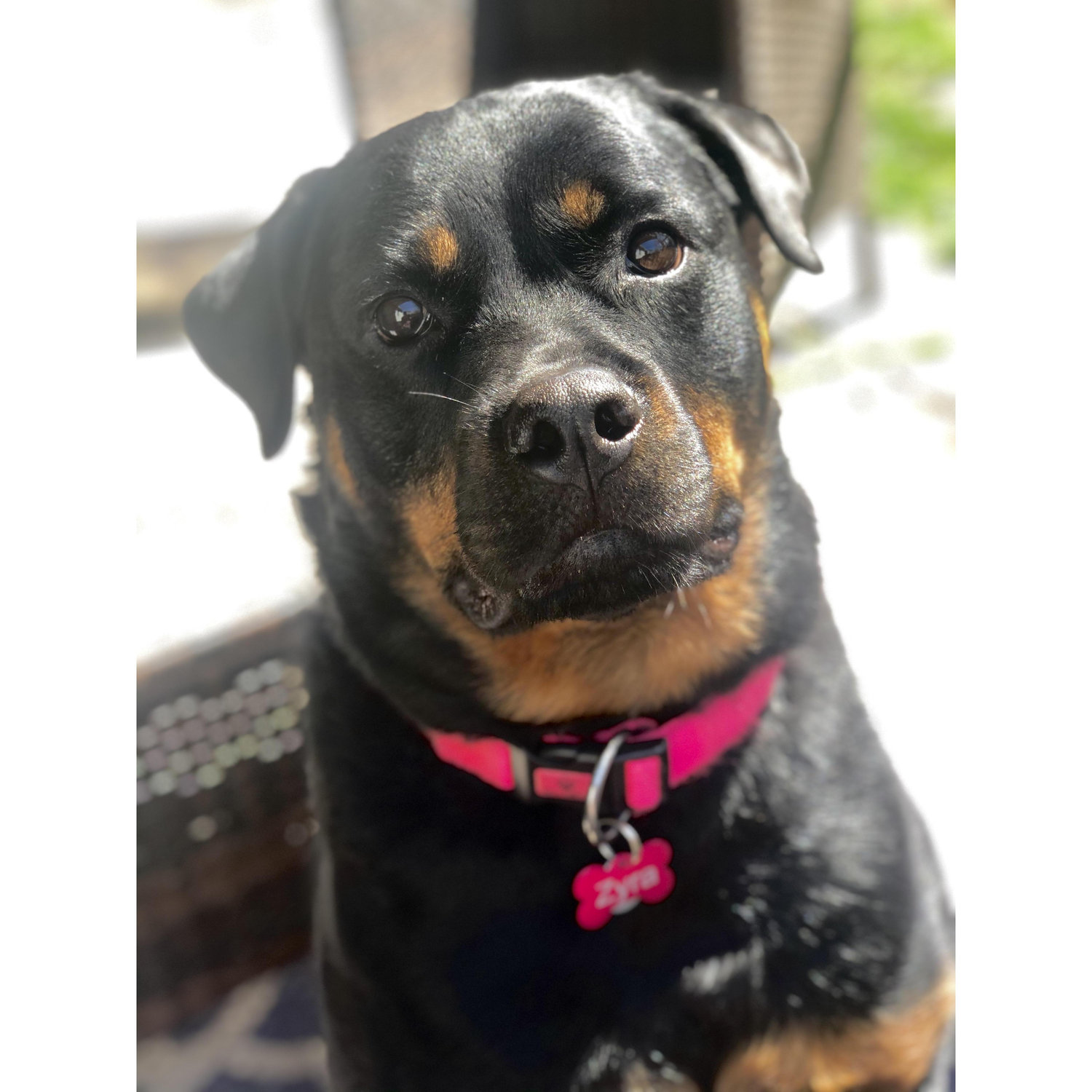 Our fur baby Zyra! We love her so much!