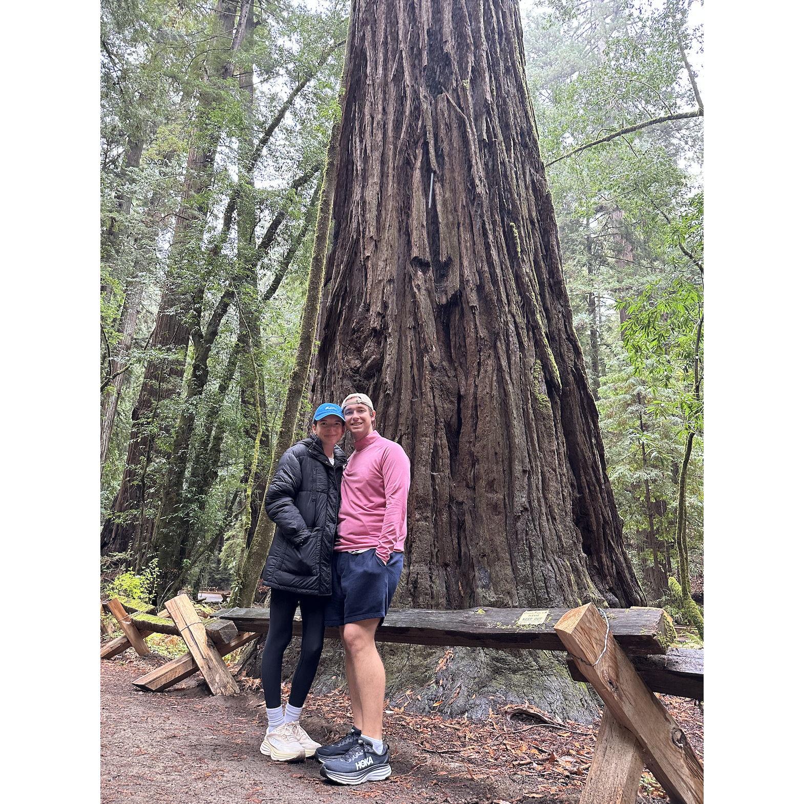 November 2023
Redwoods