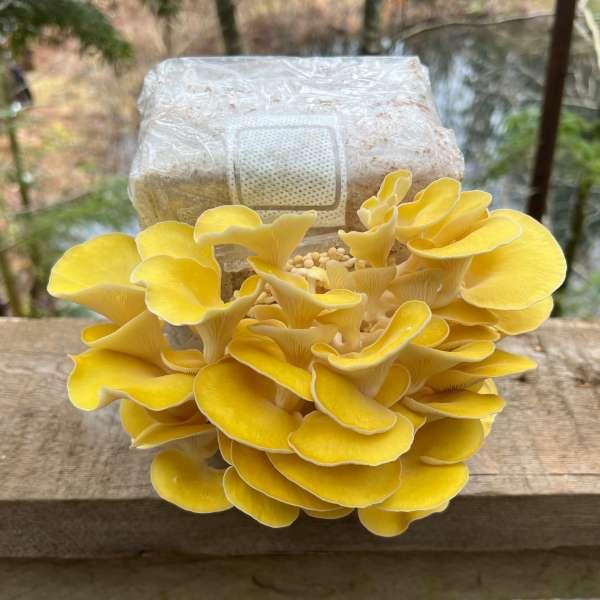 Yellow Oyster Mushroom Grow Kit