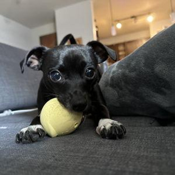 Pebbles Toy Fund