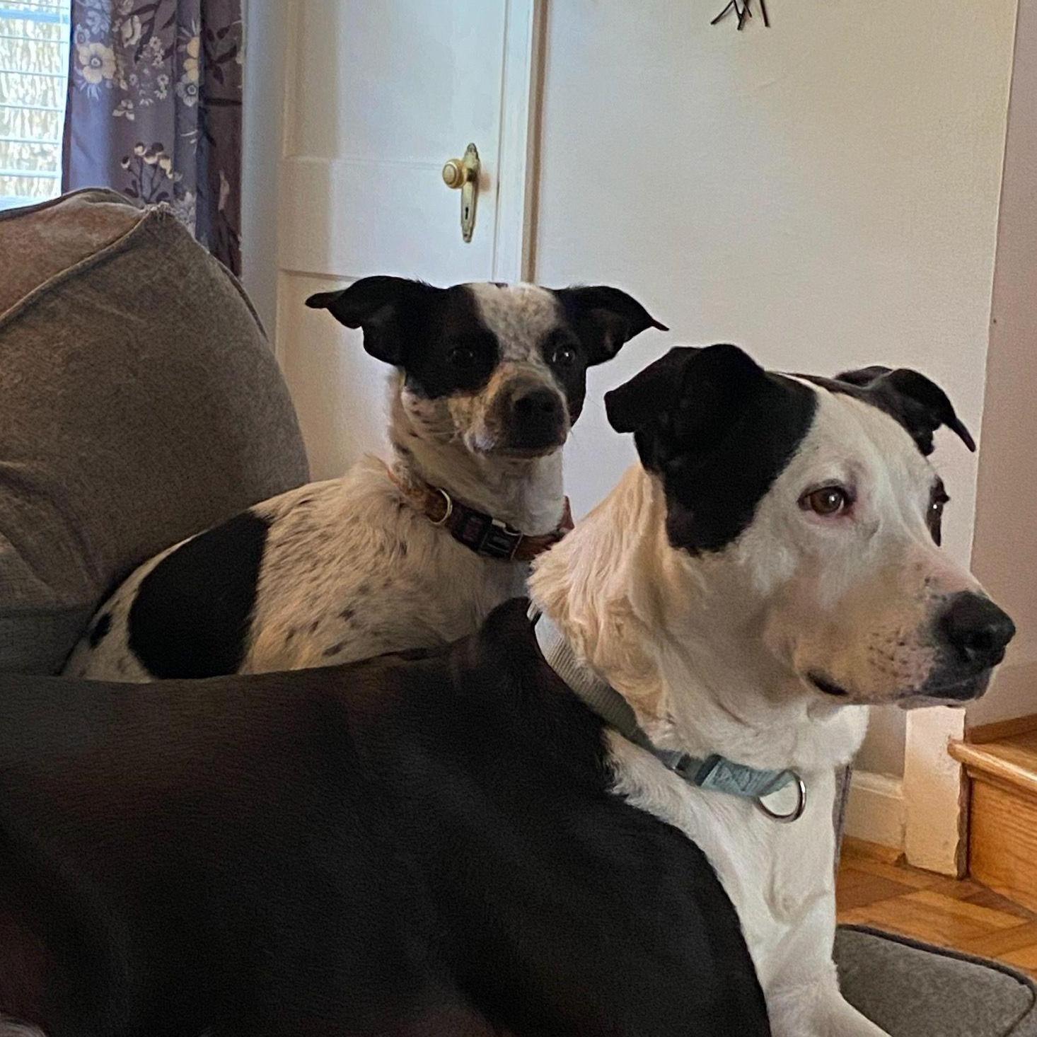 Our four legged children :)