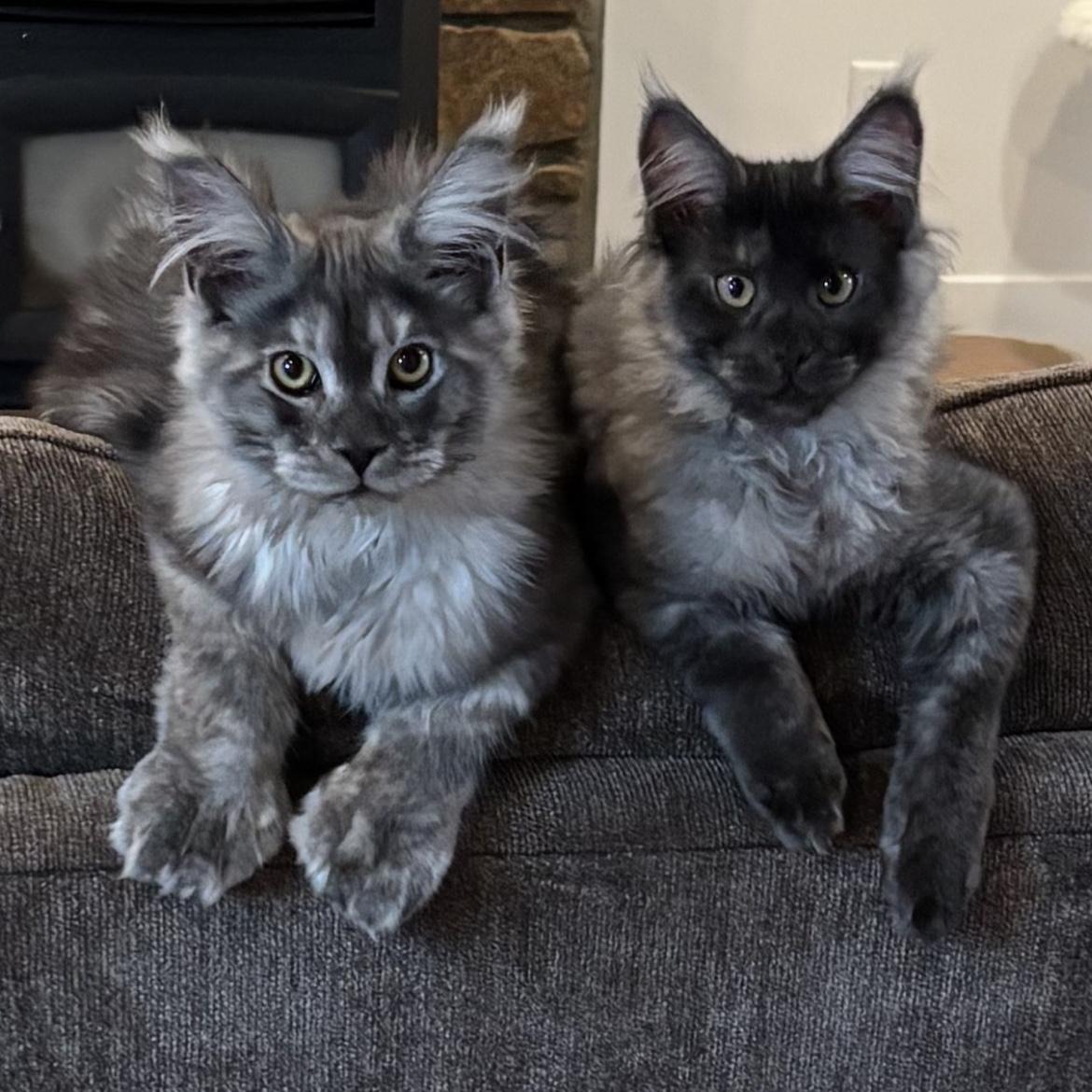 Vito and Guido