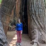 Henry Cowell Redwoods State Park