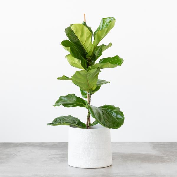 Live Fiddle Leaf Fig Tree