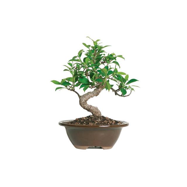 Small Golden Gate Ficus Indoor Live Houseplant - Brussel's Bonsai