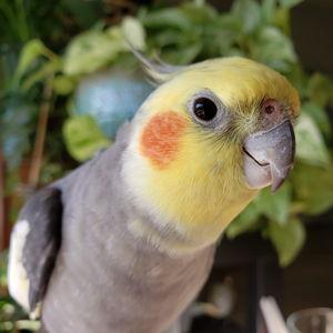 Our Bird Fund