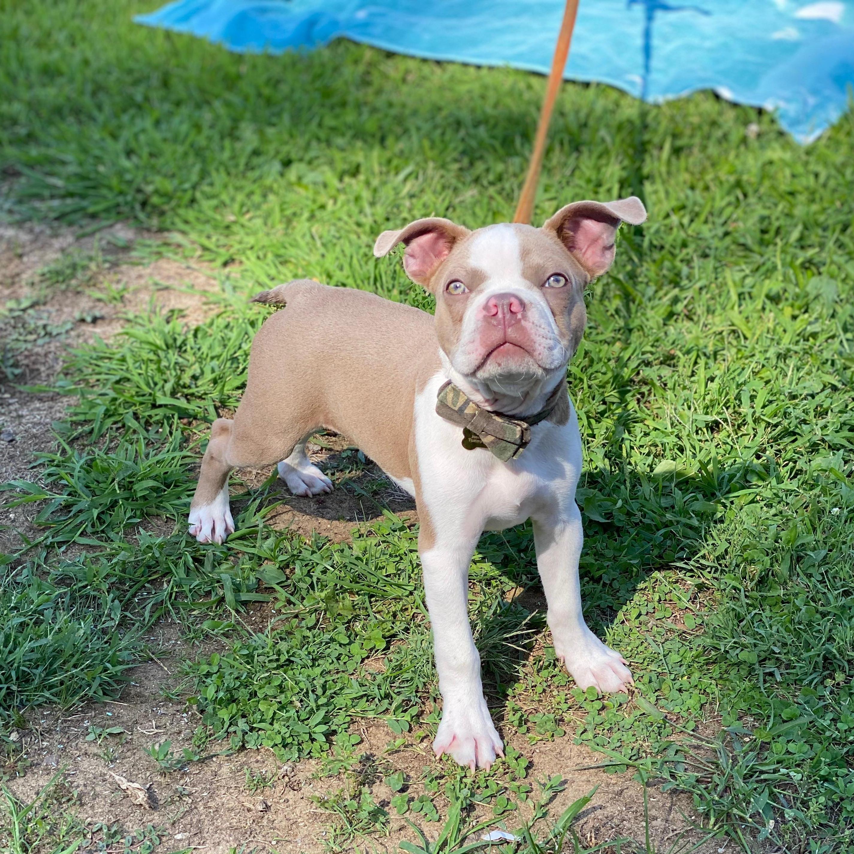 Our fur baby Romeo - apple of our eyes