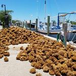 Tarpon Springs Sponge Docks