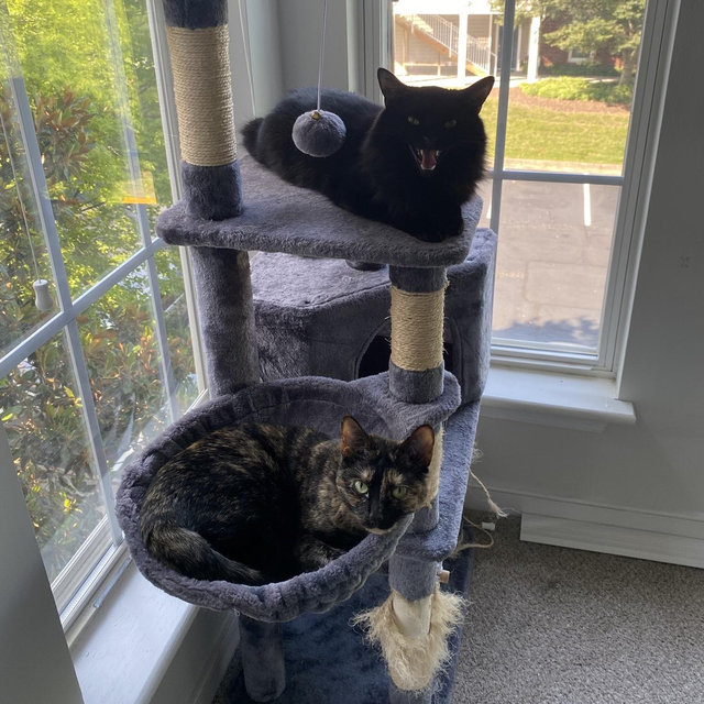 Cat Tower