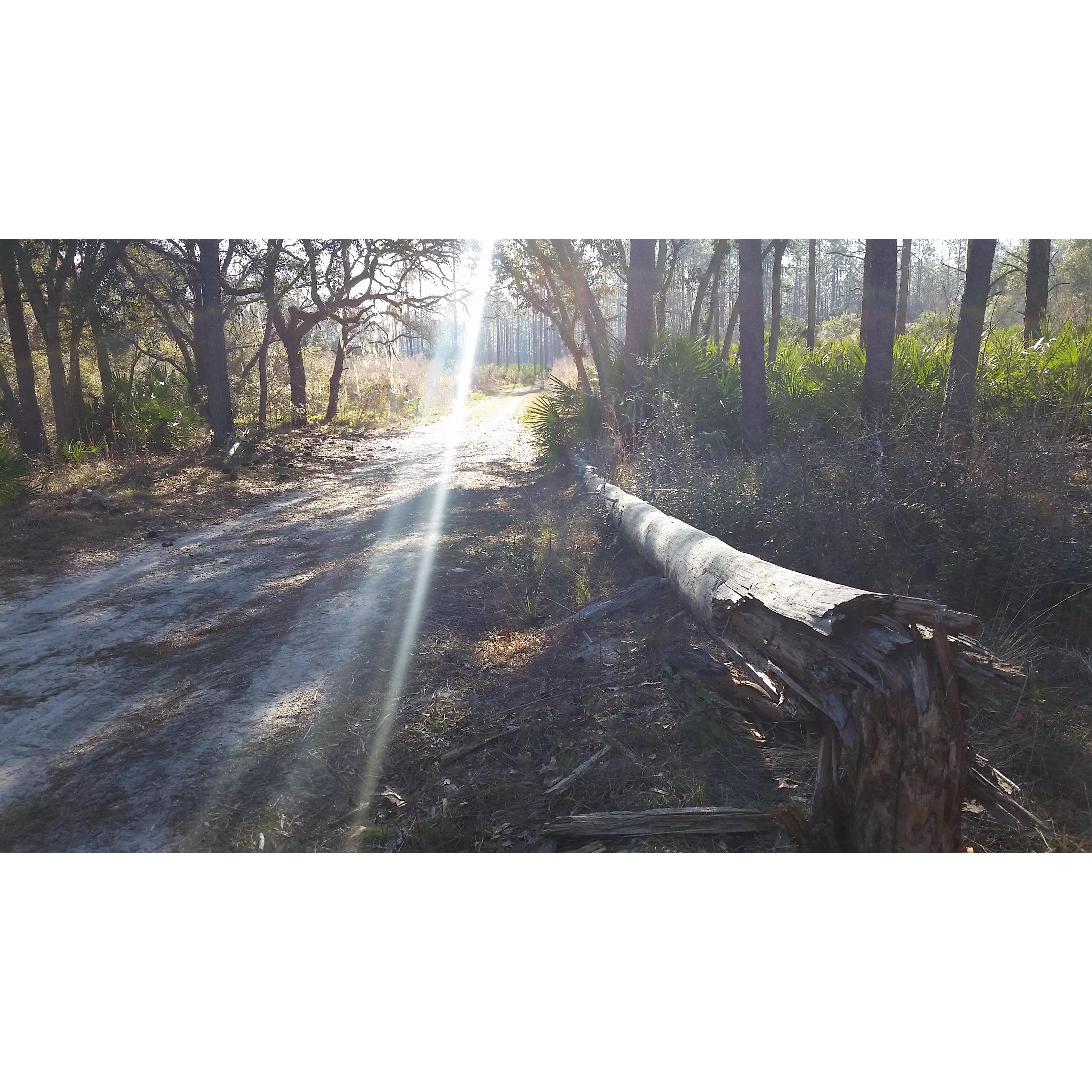 Join us under the pines