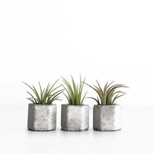 Set of 3 Micro Hex Planters with Live Air Plants