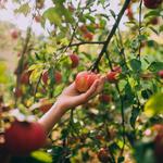 The Apple Farm