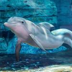 Flippers Fun Boat Clearwater - #1 Dolphin Tour