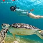 Scuba Dogs at Copamarina