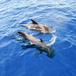 Whale Watch Tenerife