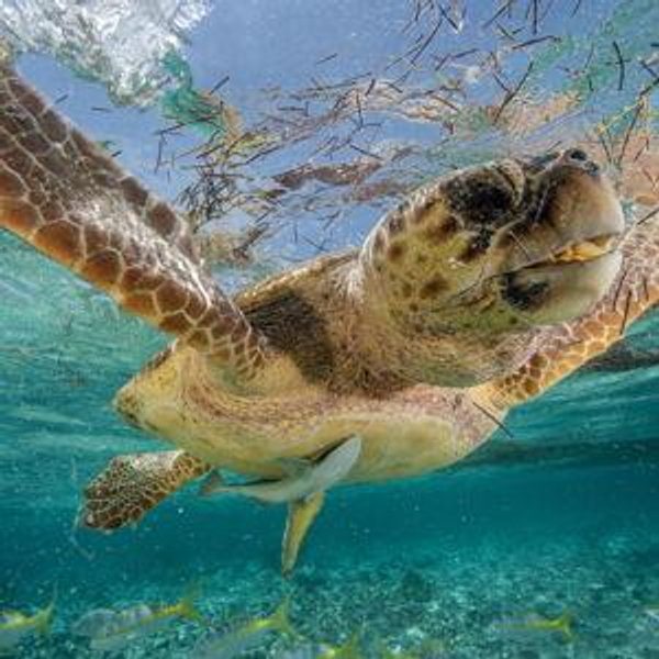 Sea Turtle Snorkeling On Our Honeymoon