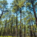 Weymouth Woods - Sandhills Nature Preserve