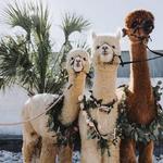 Sundance Hill Farm- Alpacas