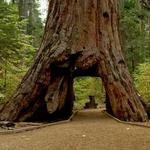 Calaveras Big Trees State Park