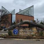 Tennessee Aquarium