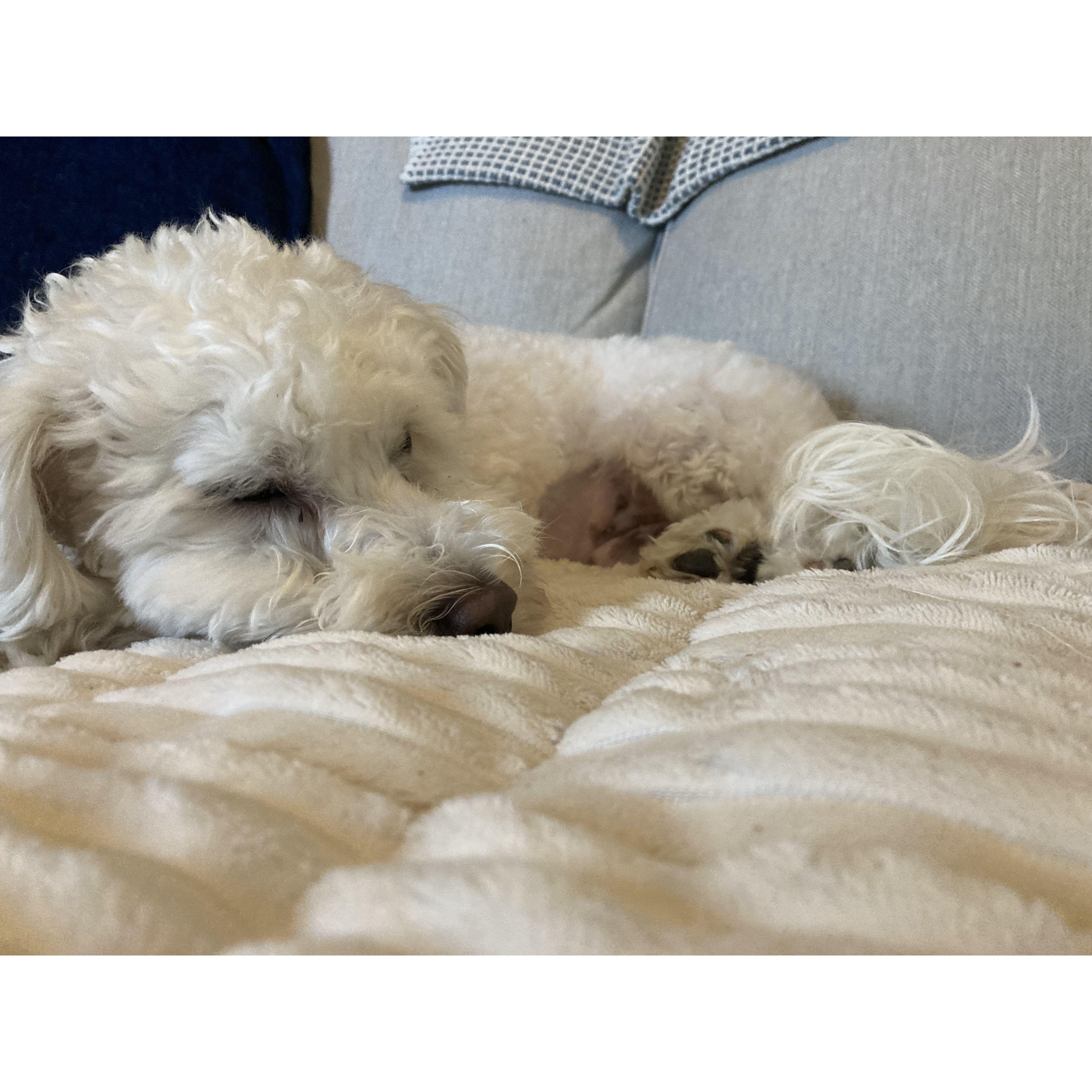 Our number 1 dog
