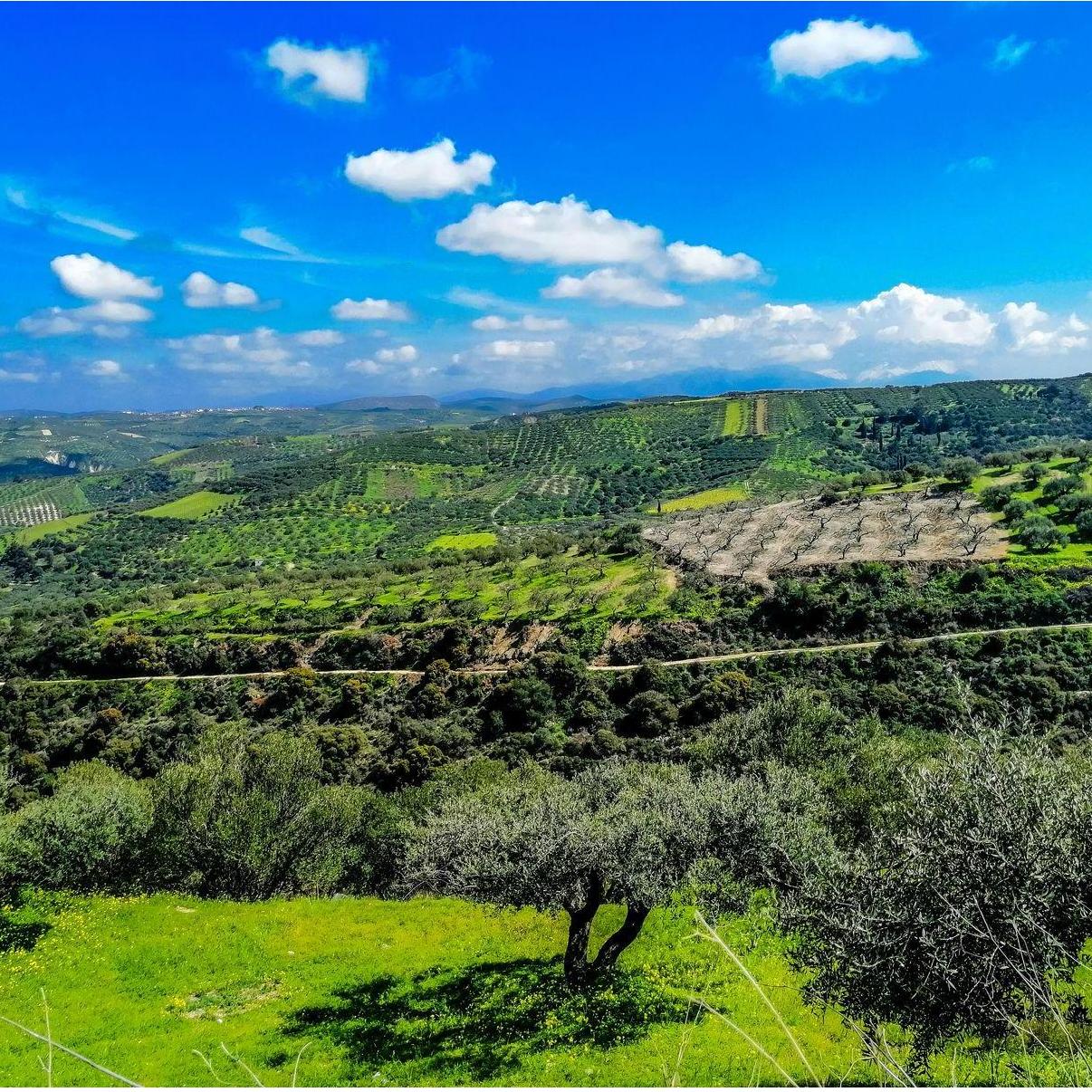 Cretan Vineyards