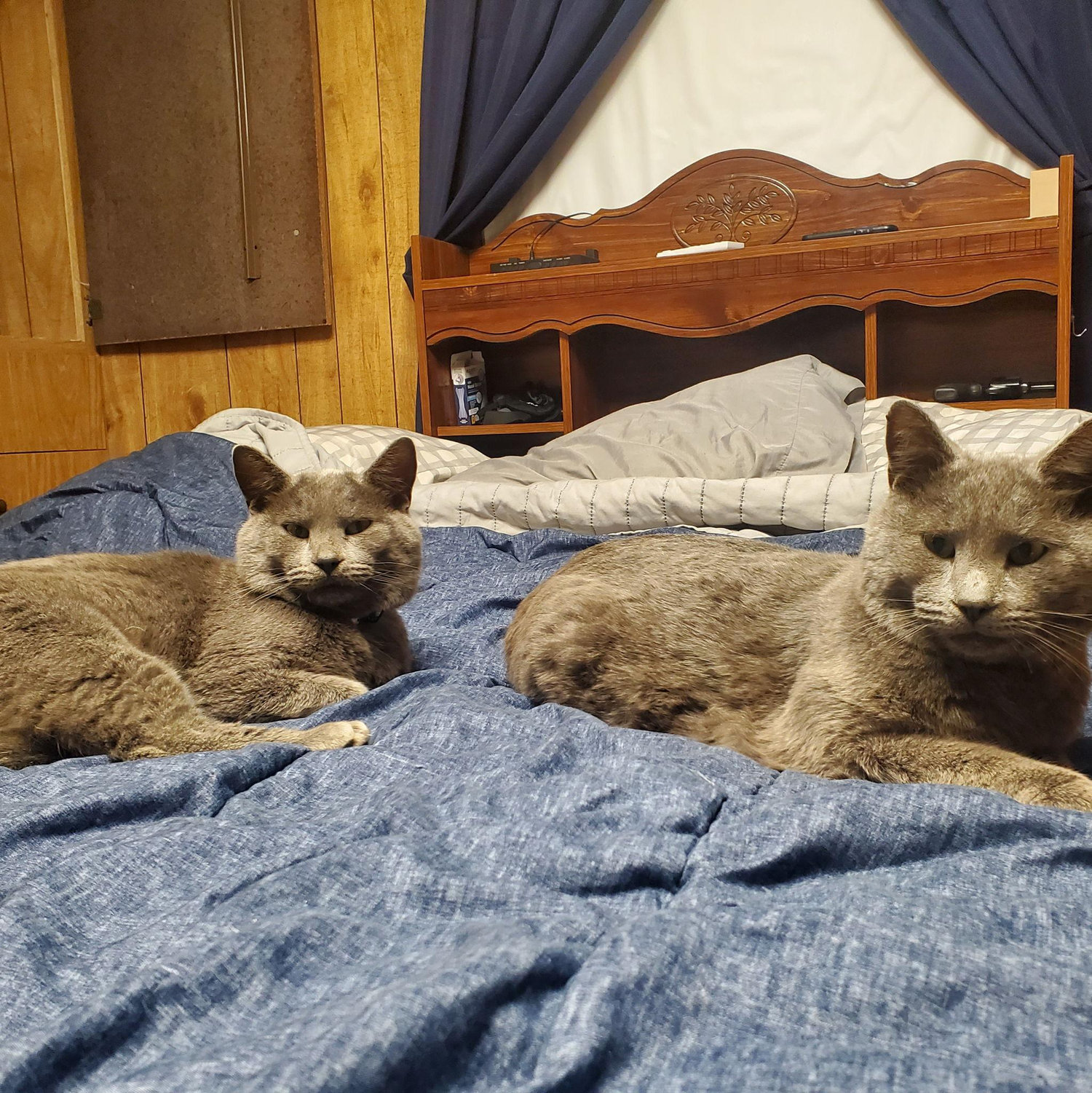 Pip & Nibs