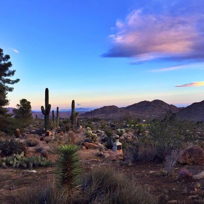Sunrise in Joshua Tree, California.