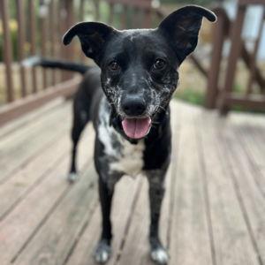 Ruth's Backyard Fund (Our Move)