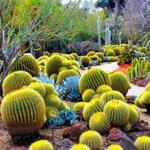 Desert Botanical Garden