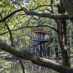 Midland Canopy Walk