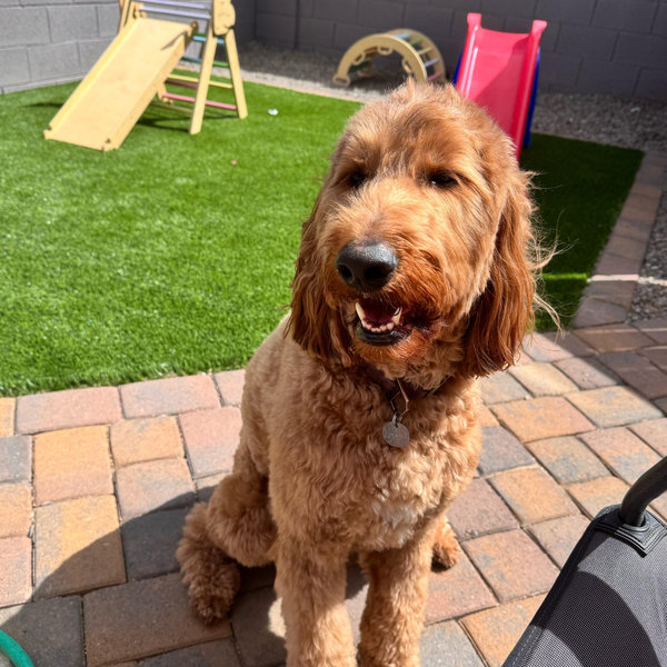Pet sitter