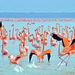 Flamingo Tours