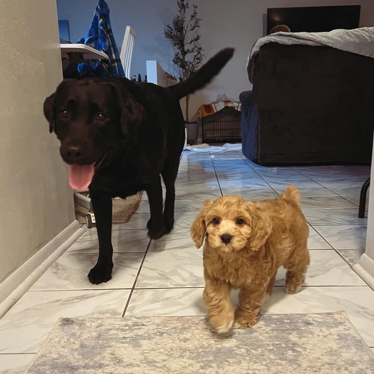 Lola and Charlie on Charlie’s 1st Day at Home | February 2024
