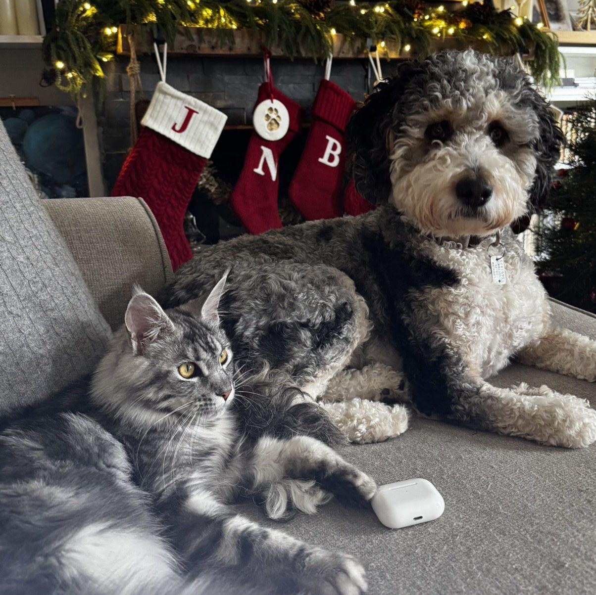 Bella and Nala, Christmas Time 2025