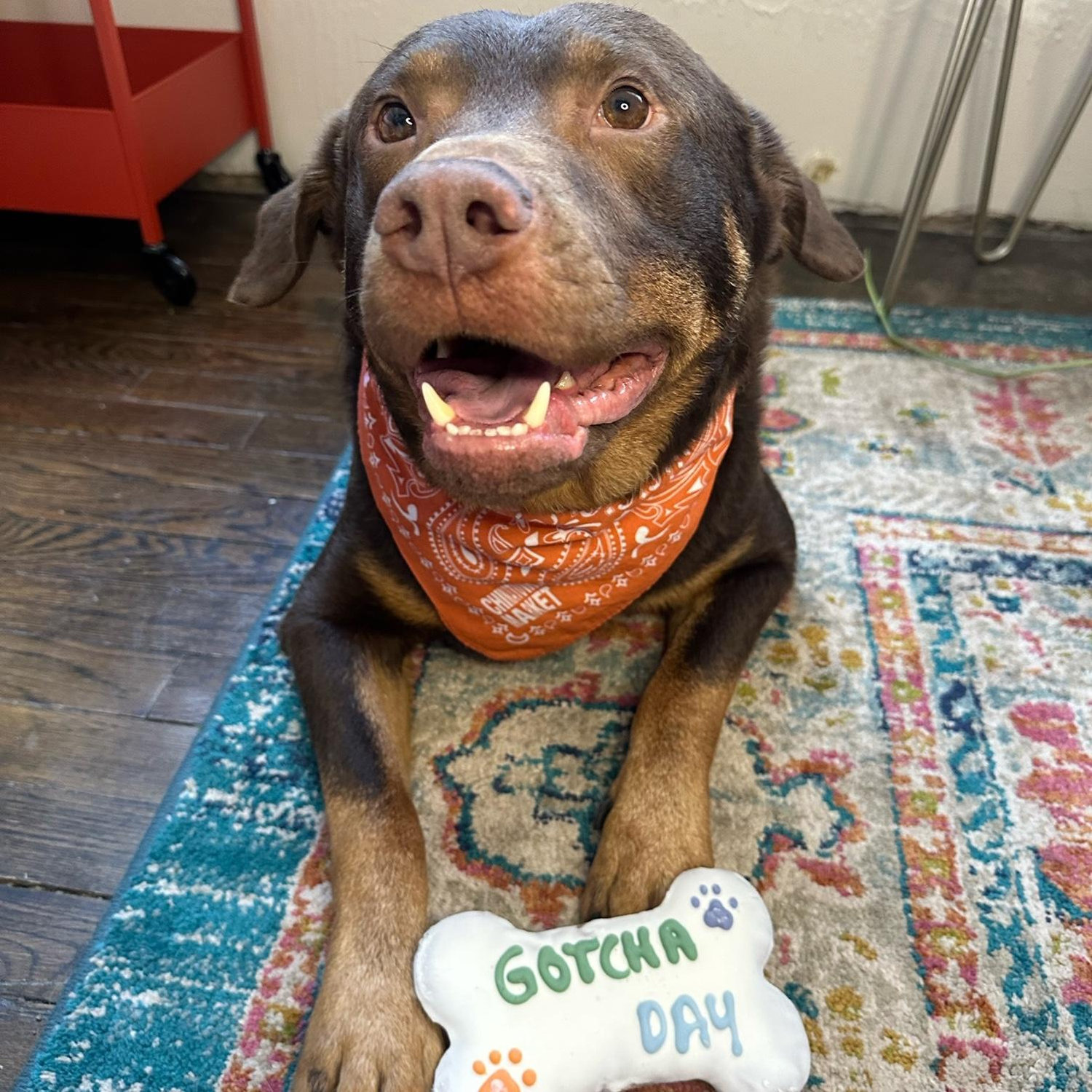 homer’s gotcha day