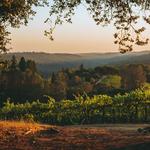 E16 Winery