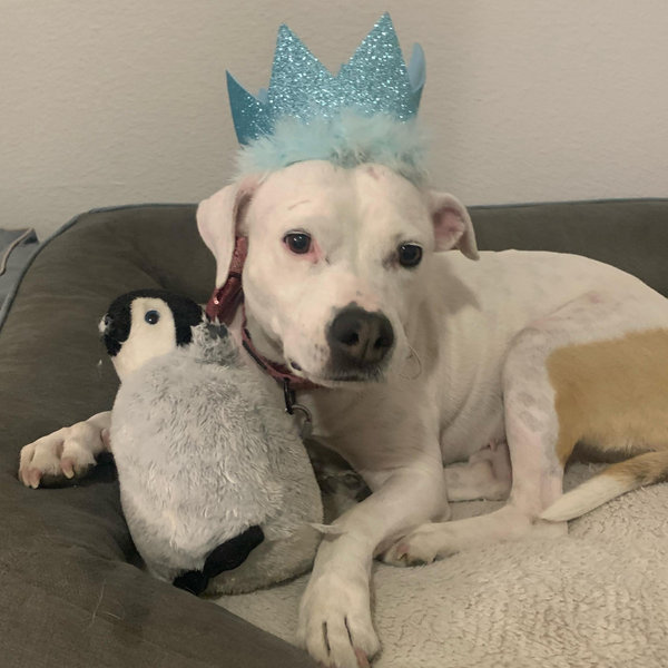 Our Pet Toy Fund