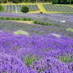 DO: Pelindaba Lavender Farm