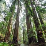 Muir Woods National Monument
