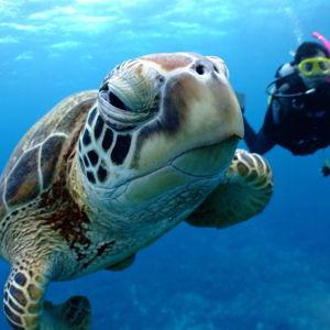 Snorkeling Tour in the Kerama Islands