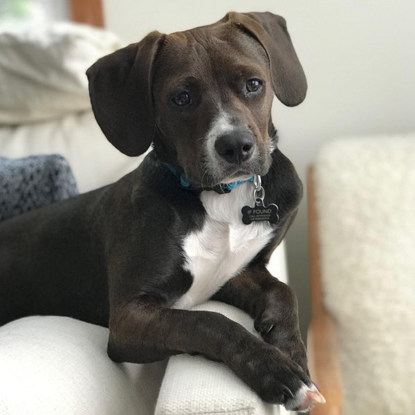 Our Pet Toy Fund