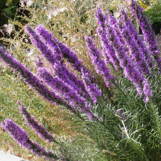 Summer Dreams Pre-Planned Garden