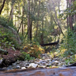 Pine Ridge Trail