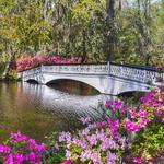 Magnolia Plantation and Gardens