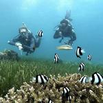 Scuba Diving in Maribago Beach